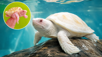 Albino turtles