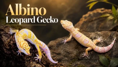 albino gecko leopard