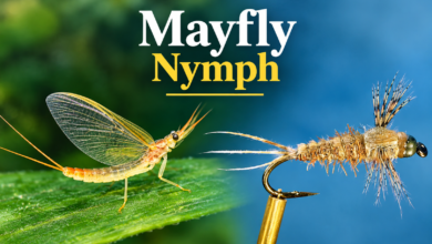 mayfly nymph